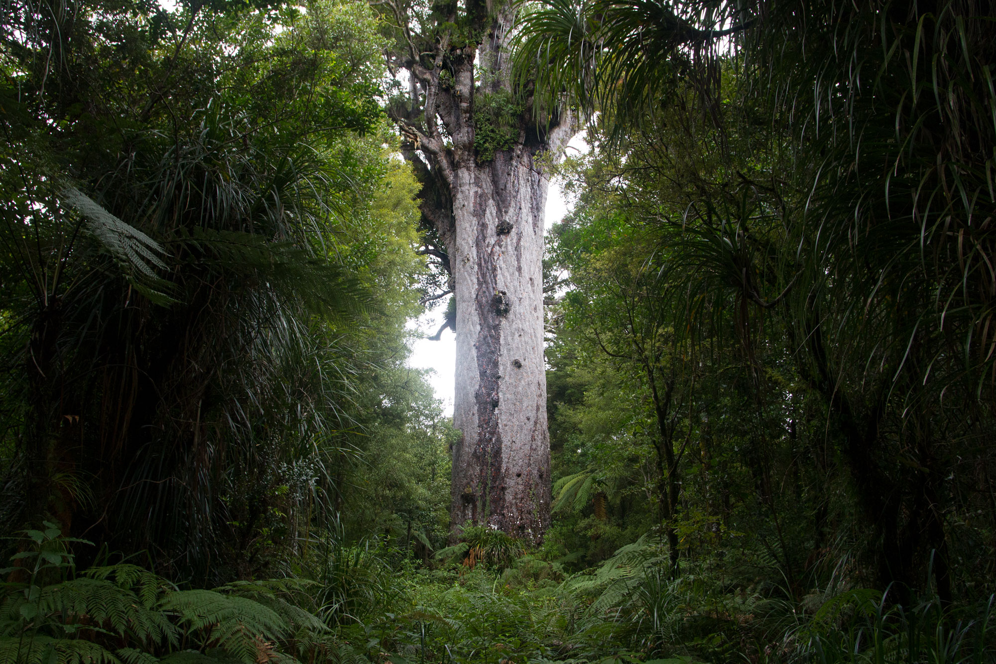 Tane Mahuta