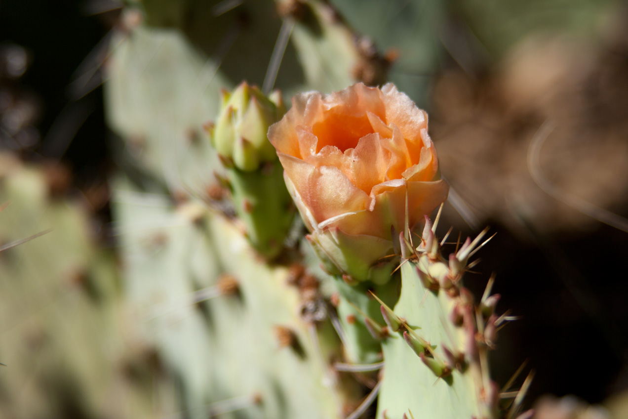 Cacti in bloom