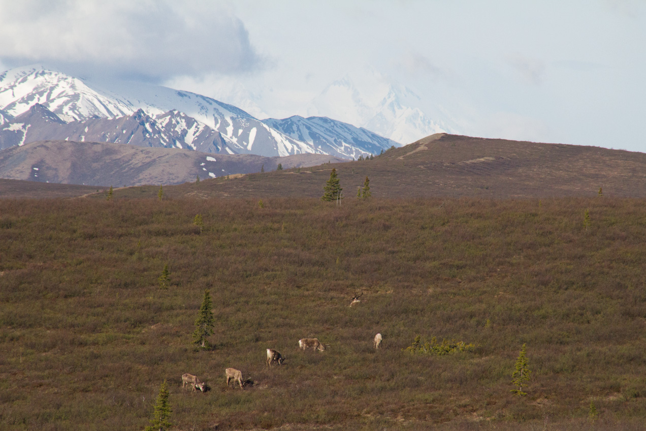 Caribou in Denali