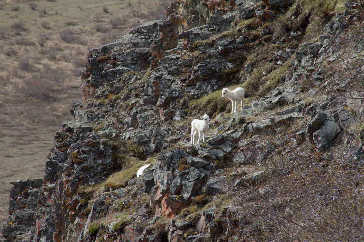 Dall sheep