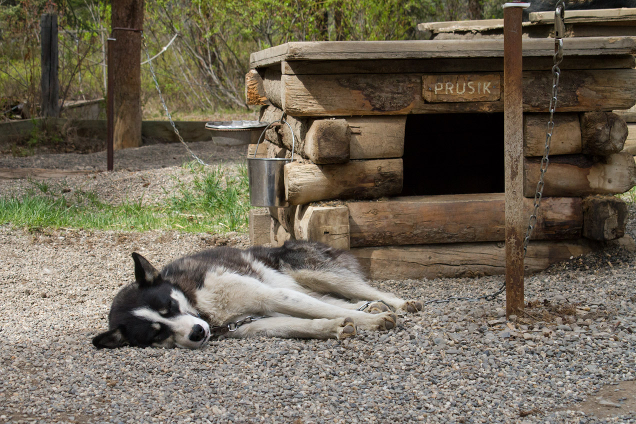 Sled dogs of Denali taking it easy
