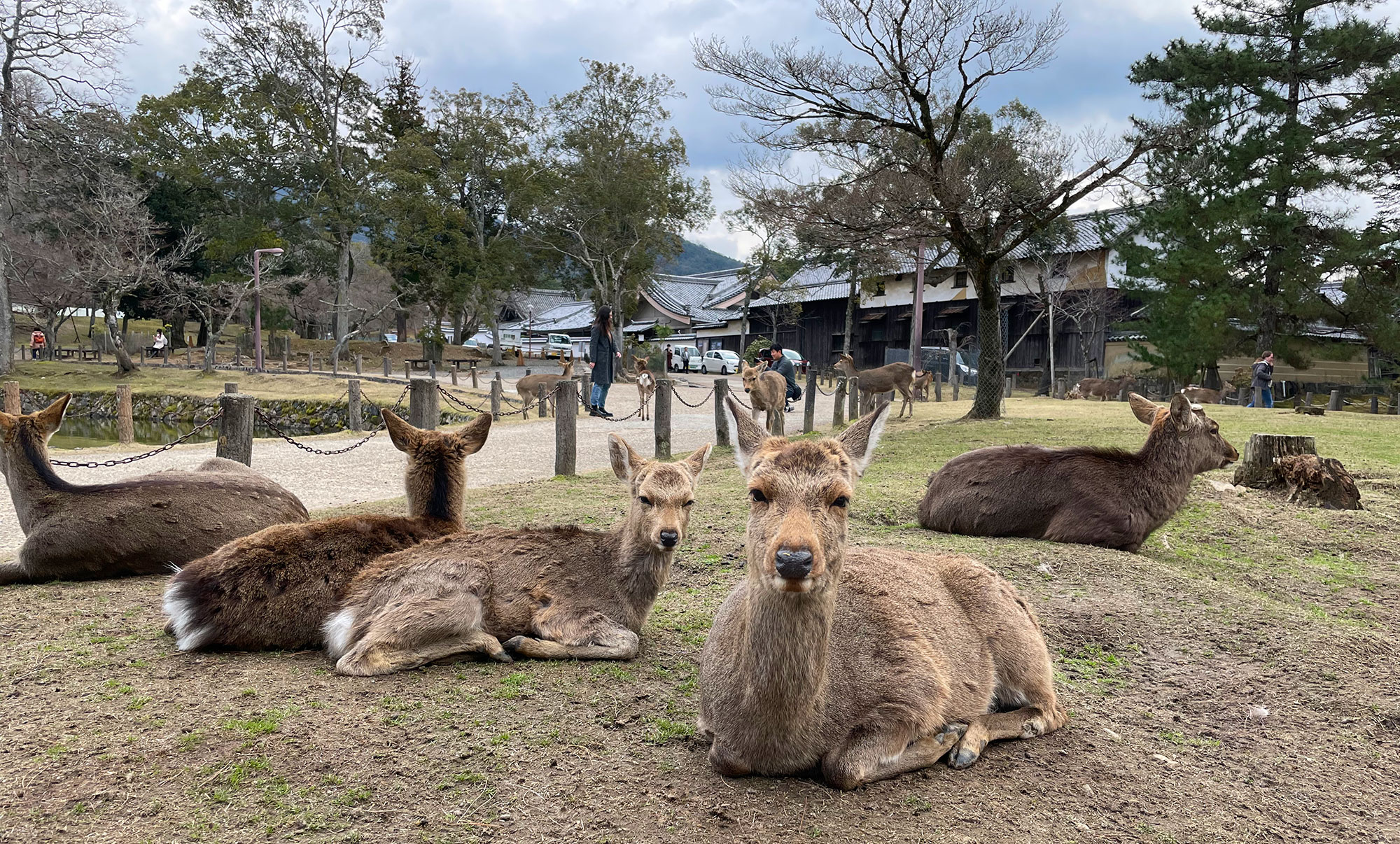 The deer of Nara