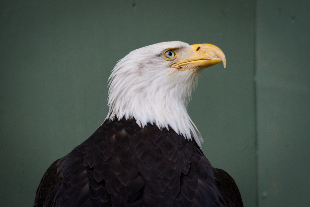 Juneau raptor center