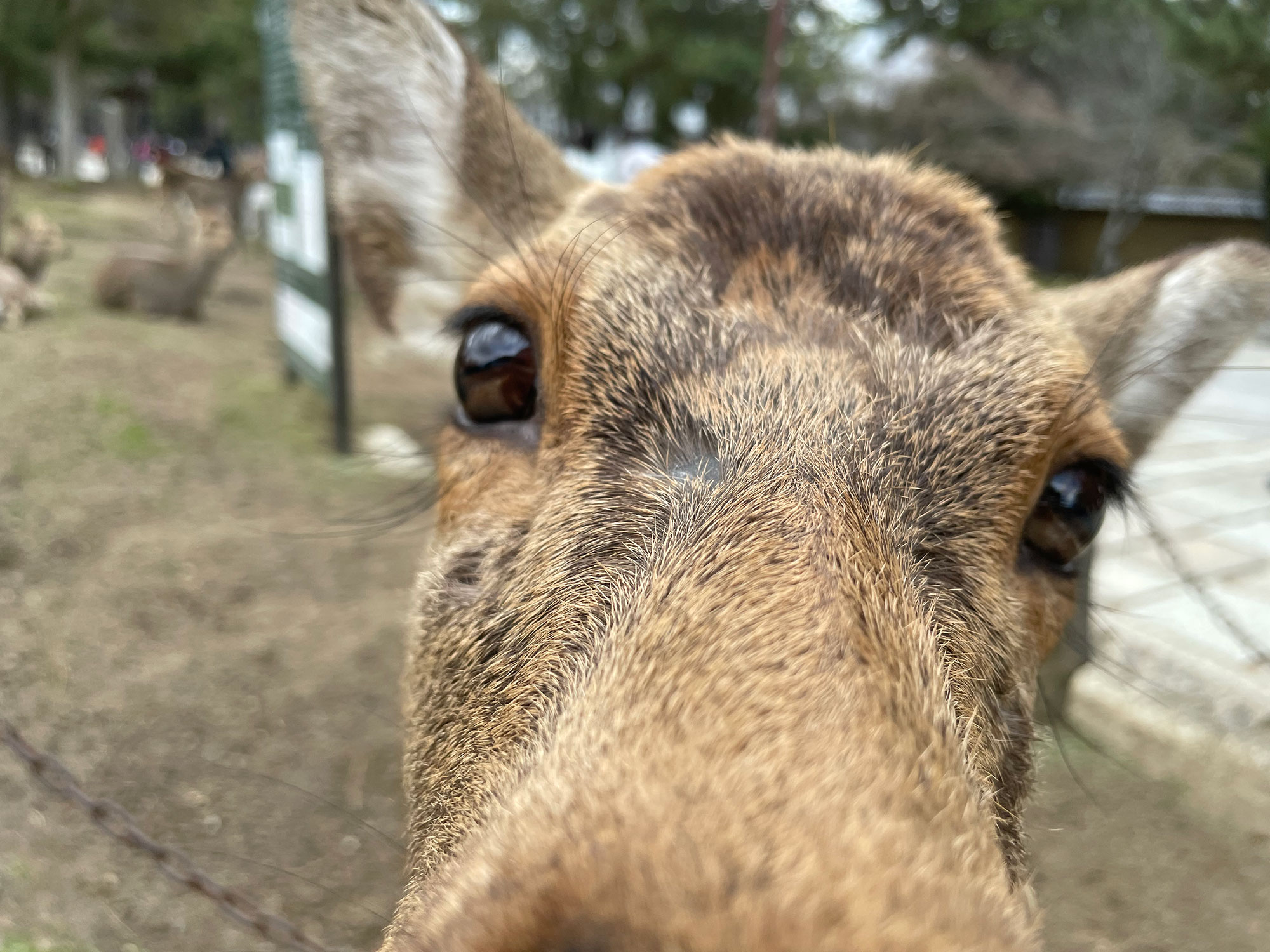 Up close and personal with a nosy deer