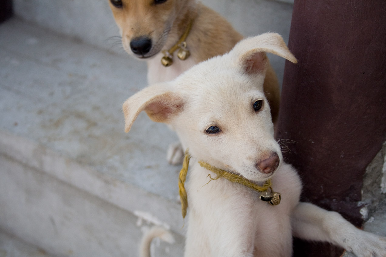 Two well cared for puppies