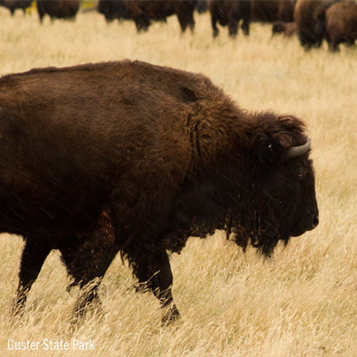 Bison in Custer State Park