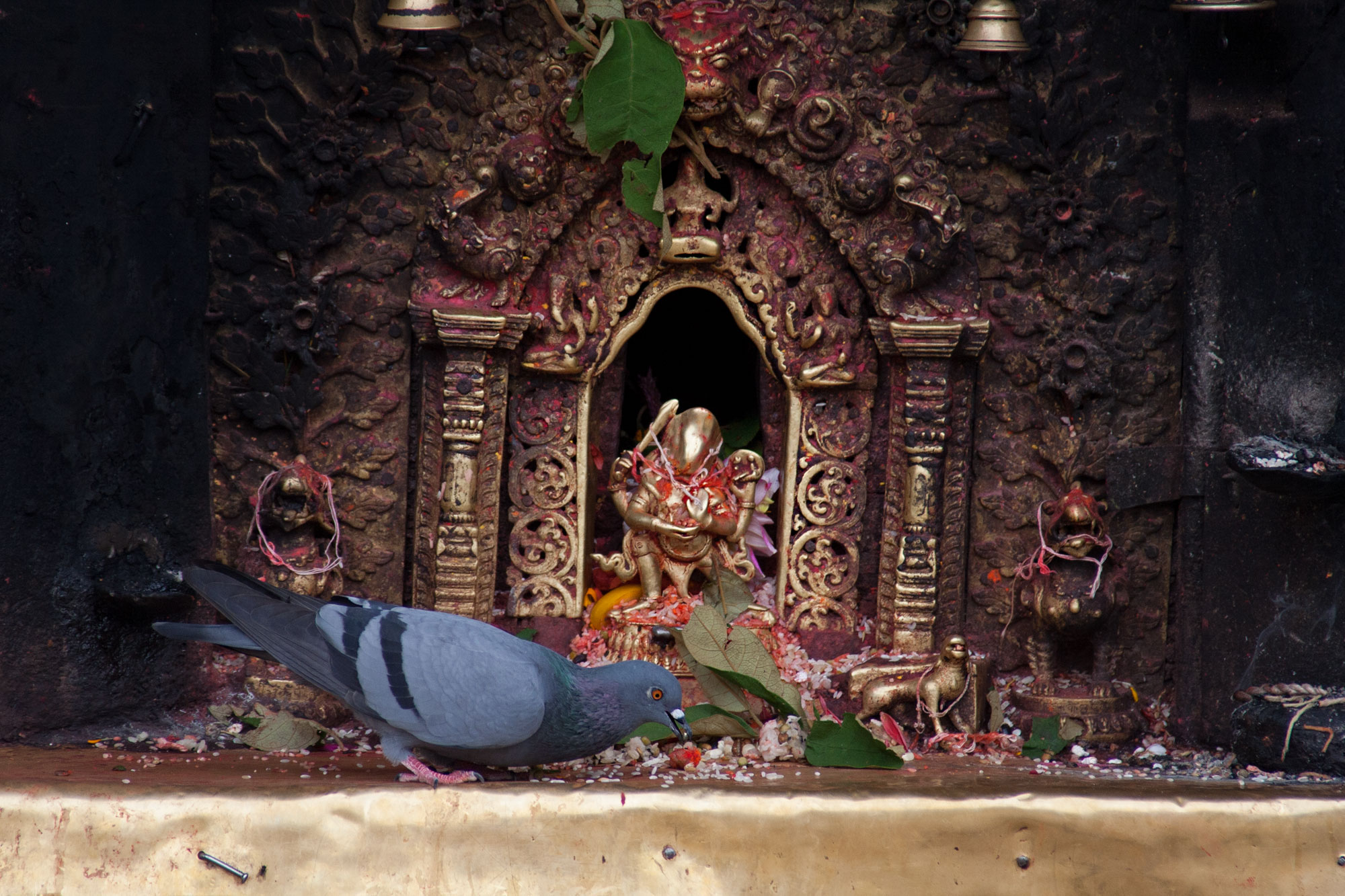 A pigeon eating religious offerings
