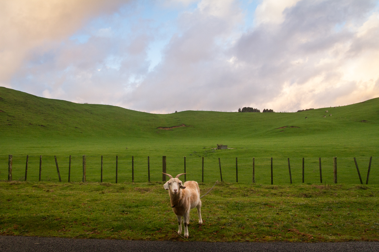 Goat tied to a fence