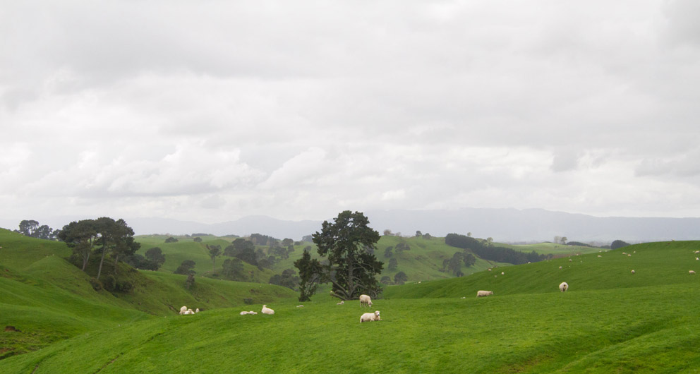 New Zealand photograph collection