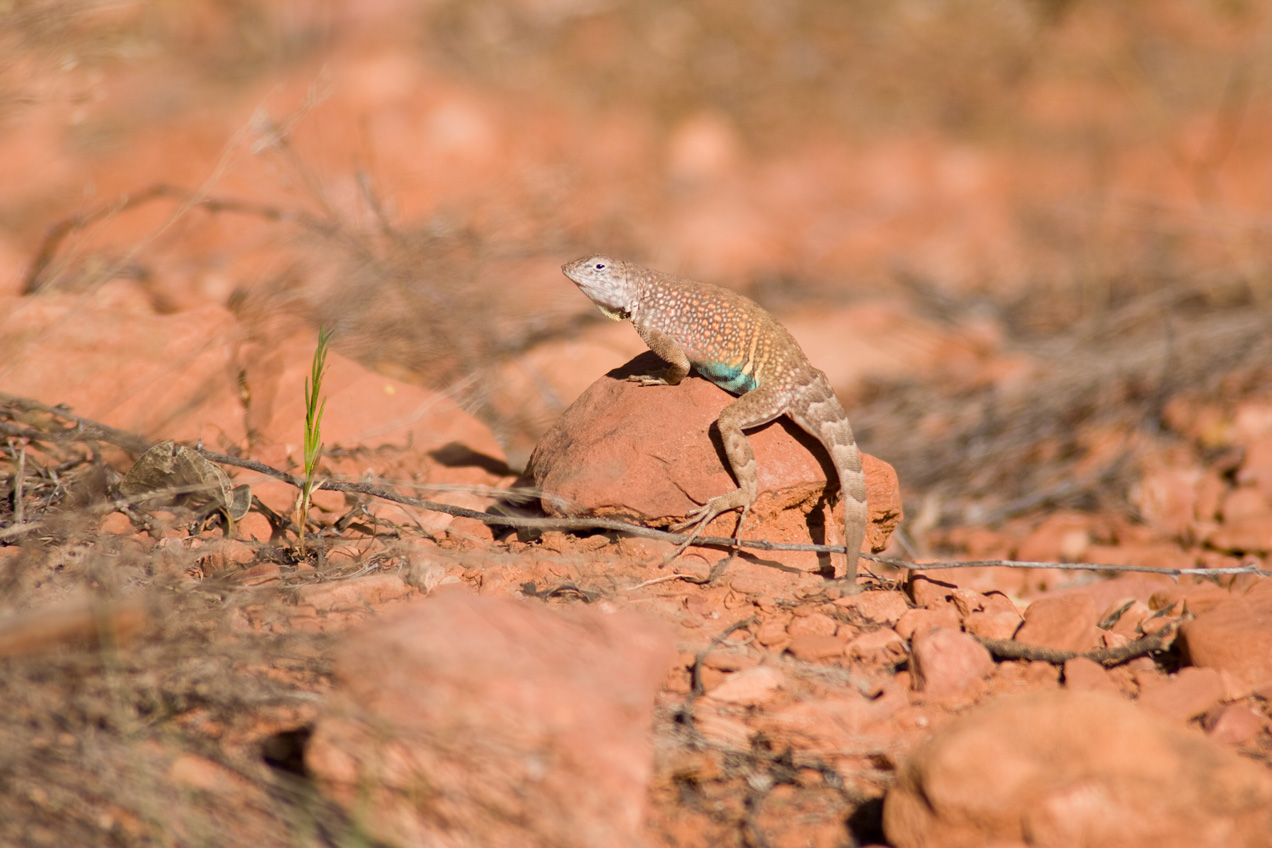 Small lizard on a rock