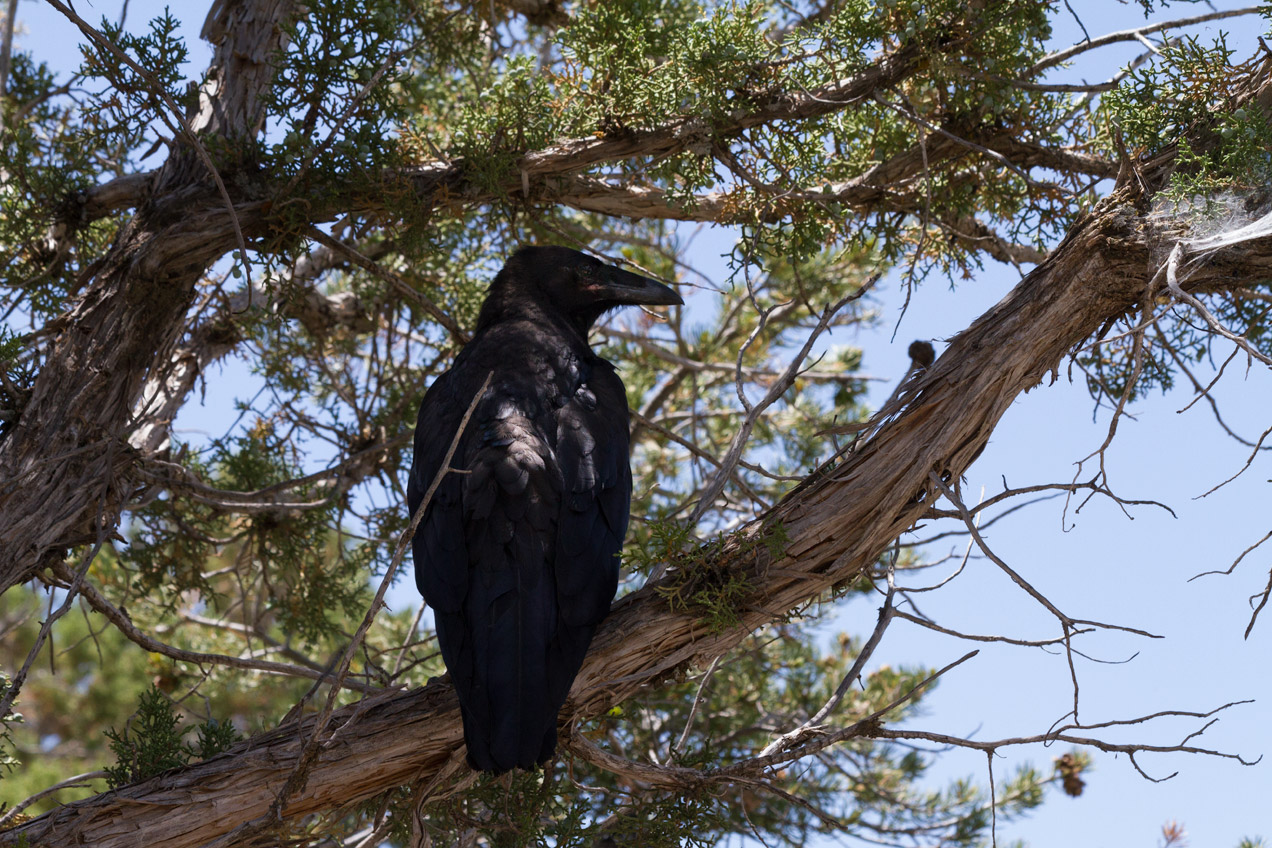 A crow in the shade